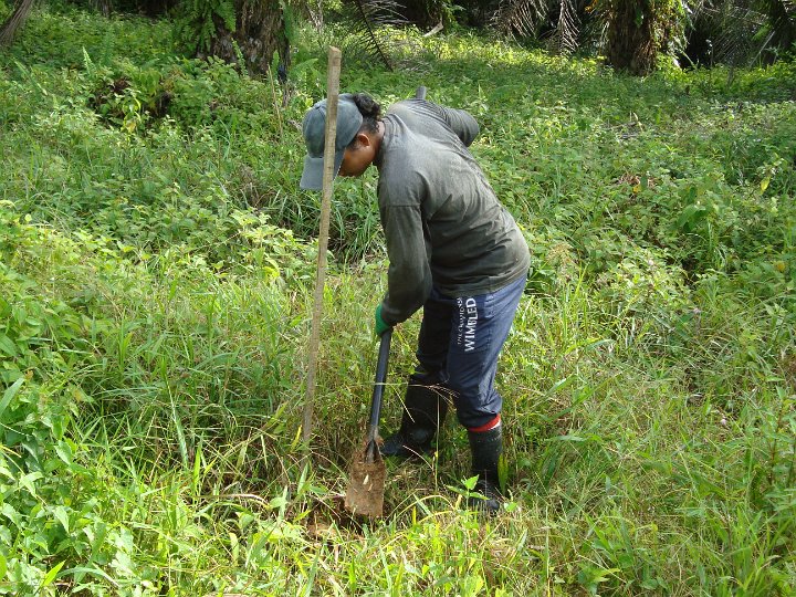 Planting seedlings (4).JPG